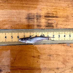 A juvenile blue catfish aligned with a ruler placed on a wooden surface