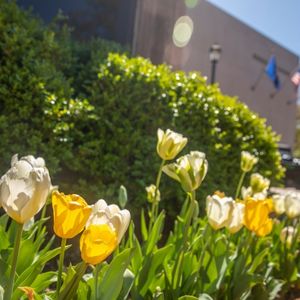 Close-up view of white and yellow tulips blooming along a landscaped campus walkway